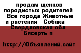 продам щенков породистых родителей - Все города Животные и растения » Собаки   . Свердловская обл.,Бисерть п.